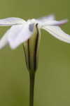 Star-of-Bethlehem <BR>Springstar